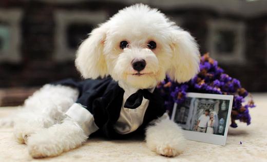 什么是泰迪熊的逆向噴嚏 如何解決呢？