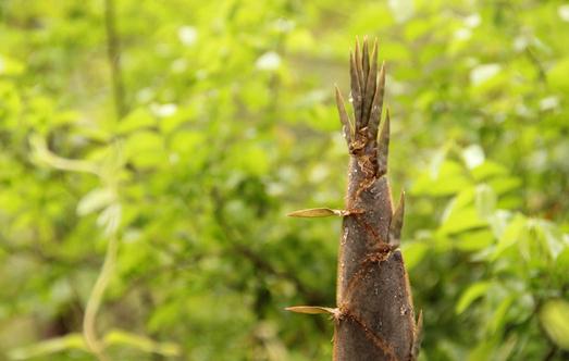 春筍有什么營養價值?吃春筍需要注意什么?