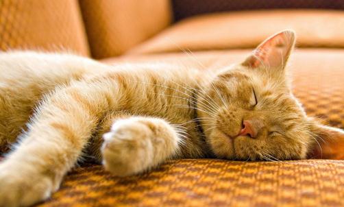 美國卷耳貓感染貓瘟應該如何治療