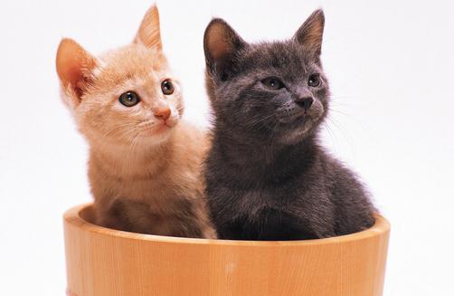 喂養(yǎng)寵物貓需要注意的四大誤區(qū)