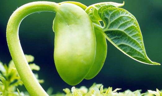 植物為什么會有血型?