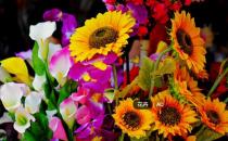 花卉的相克與相生你知道嗎？