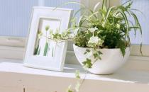 室內(nèi)養(yǎng)花有哪些注意事項