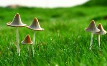 吃蘑菇有什么好處？可提高免疫力