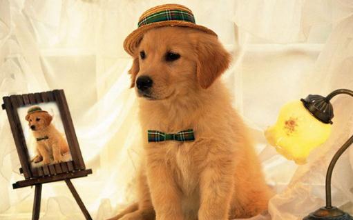 補(bǔ)氣血的食物有哪些？山藥補(bǔ)益肺腎