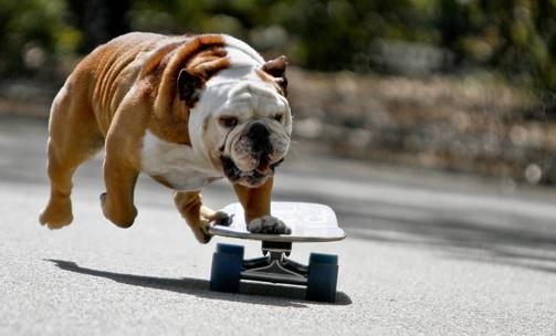 斗牛犬牙齒應該如何護理？