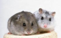 冬天倉鼠便秘應該如何處理