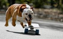 迎接斗牛犬新犬要做好哪些準備工作