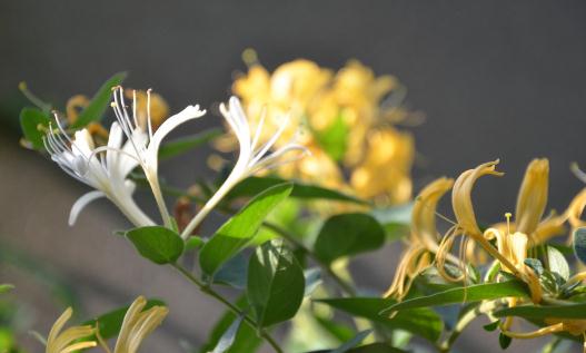 喝金銀花露有什么功效？喝金銀花露的禁忌