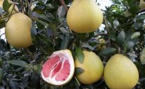 吃柚子會(huì)上火嗎？吃柚子需要注意什么？