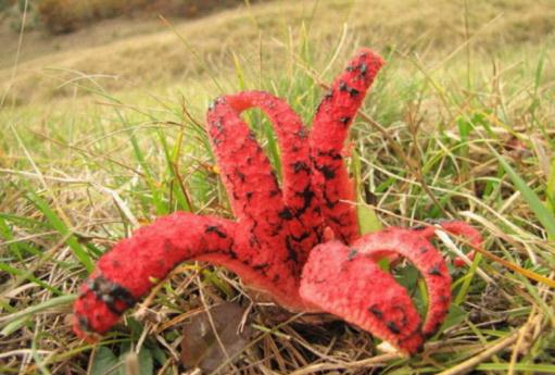 無奇不有的詭異植物