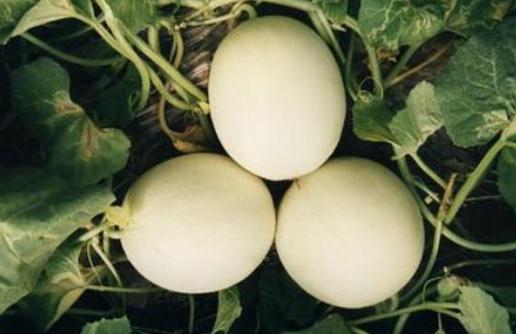 什么瓜類是孕婦可以吃的？