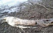 英國湖邊驚現水怪尸體