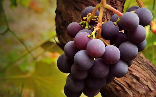 準(zhǔn)媽媽吃葡萄到底是好還是壞？