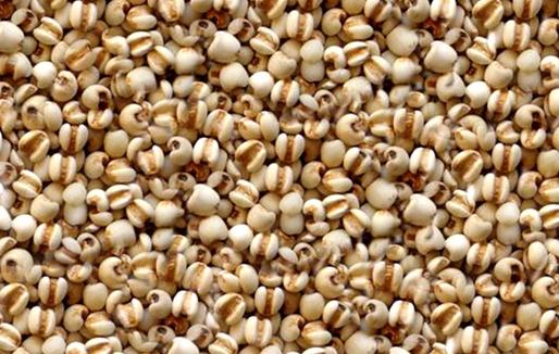 薏仁米有什么功效？薏仁米不宜過量食用
