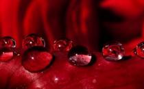 小胸MM吃什么能豐胸？食用菌類