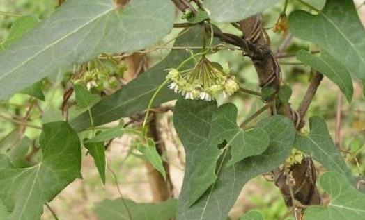 吃什么能夠補血防掉發?