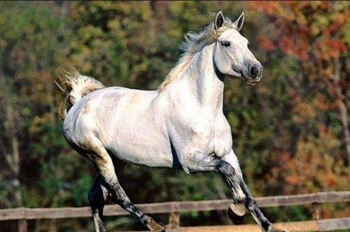 最純正的汗血寶馬，價(jià)值上千萬美元