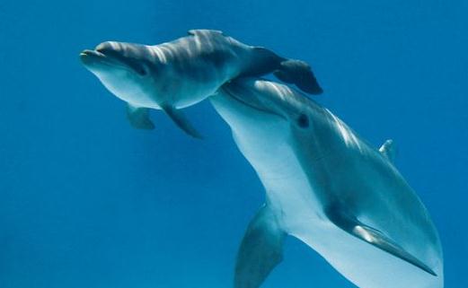 動物們的“超能力”