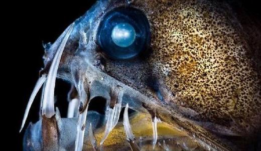 盤點(diǎn)5大恐怖的海洋怪物