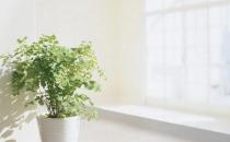 空氣清新劑有什么危害？污染環境