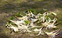 肝火旺盛怎么調理 盤點去肝火的10種中藥