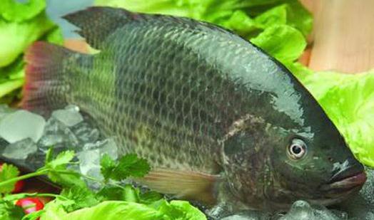 五個(gè)技巧教你挑選到好魚