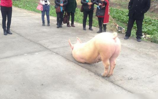豬也會跪拜，浙江溫州永嘉縣奇聞
