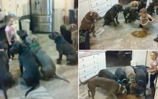 國外4歲女童徒手喂食6只巨型斗牛犬,面無懼色