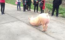 豬也會(huì)跪拜，浙江溫州永嘉縣奇聞