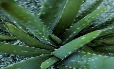 祛痘不留痕:祛痘印有竅門