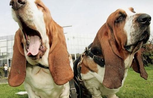 有什么可以治療口臭的小偏方？