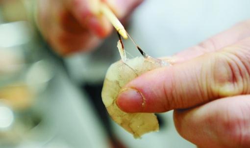 做蝦怎么去除蝦線?利用牙簽去蝦線