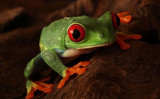 世界10大最致命生物，你認(rèn)識嗎？