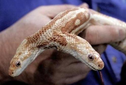 雙頭蛇驚現(xiàn)南京，經(jīng)常自己互相廝咬