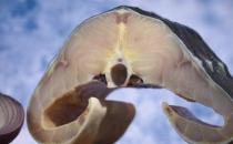 女人吃哪些食物既健康又美容抗衰老