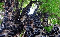 ?地球上僅存的8個(gè)來(lái)自“外星球”的森林