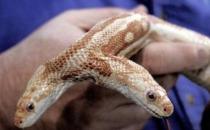 ?雙頭蛇驚現(xiàn)南京，經(jīng)常自己互相廝咬