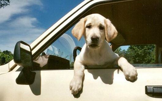 暈車(chē)的癥狀和表現(xiàn)-暈車(chē)怎么治療?