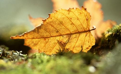 脾胃虛寒怎么辦?脾胃虛寒的癥狀