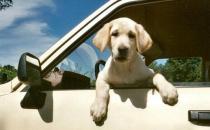 暈車的癥狀和表現-暈車怎么治療？