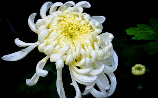 菊花怎么養(yǎng)?菊花的養(yǎng)護方法