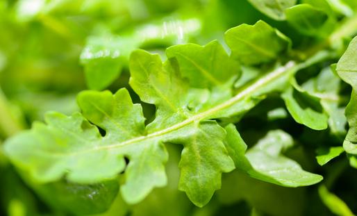 薺菜的營養價值高 薺菜的做法有哪些?