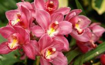 大花蕙蘭的養(yǎng)殖方法是什么？