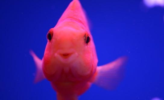 鸚鵡魚怎么養？鸚鵡魚常見病有哪些？