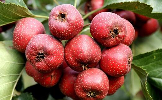 山楂不可亂吃 看中醫告訴你怎么吃