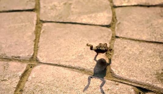 蛙跳的動作要領-蛙跳的好處