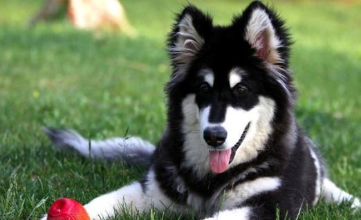 阿拉斯加犬多少錢一只?