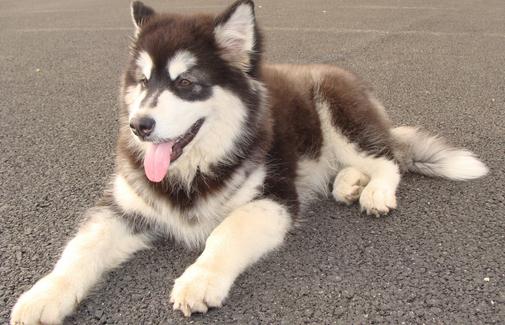 阿拉斯加雪橇犬怎么訓練?