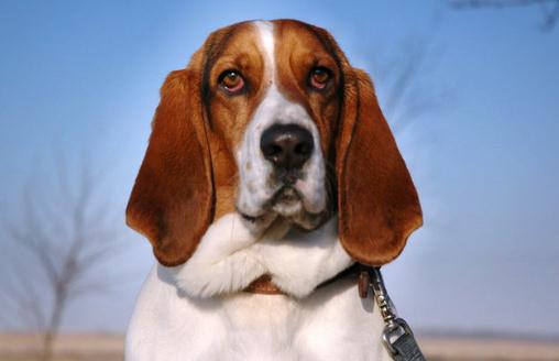 巴吉度犬如何喂養？巴吉度犬是什么？